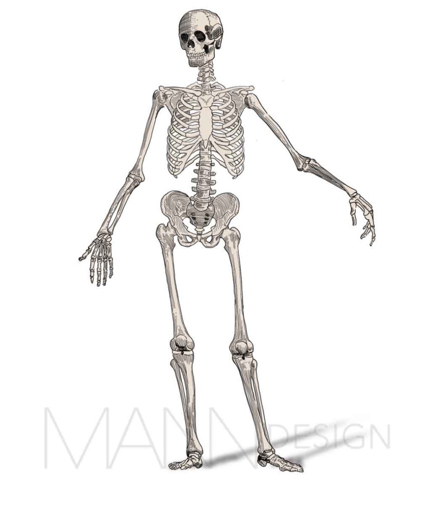 Skeleton, inspired by Andreas Vesalius