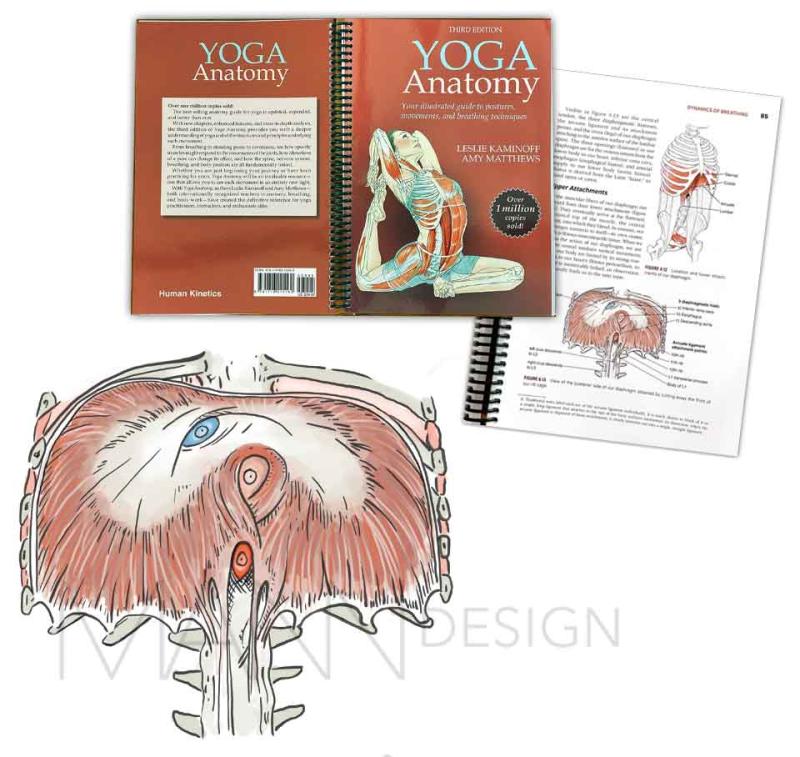 Diaphragmatic hiati from third edition of "Yoga Anatomy" by Leslie Kaminoff and Amy Matthews