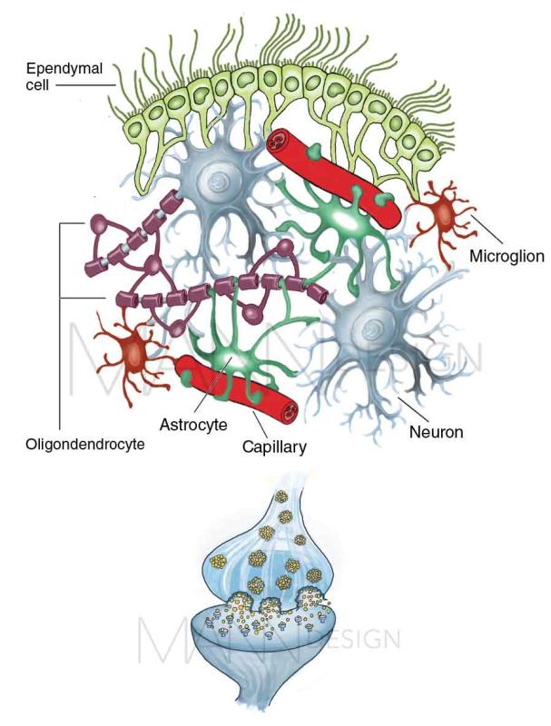 Glial cells, neurons, and, synapse
