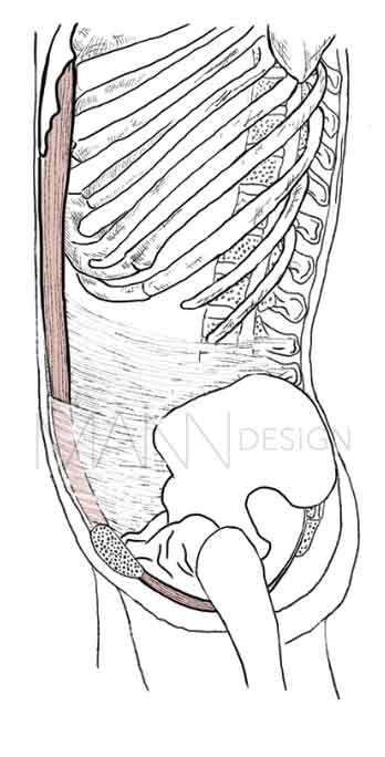 Rectus abdominus, lateral view